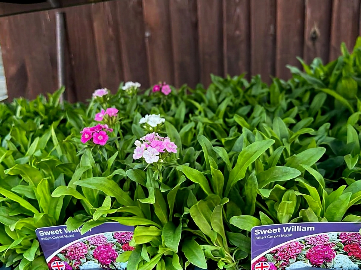 Trays of colourful bedding plants ready for planting out