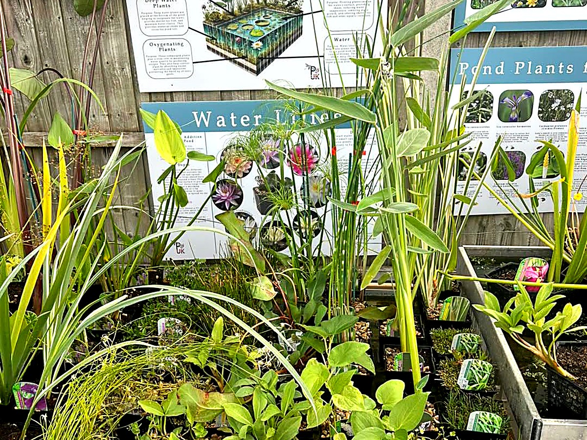 Marginal and oxygenating pond plants beside the pond plant boards