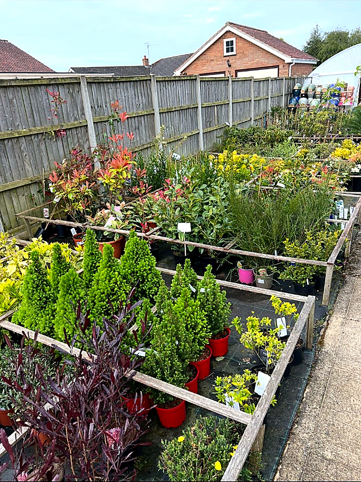 Evergreen shrubs, conifers and alpines on the sales beds