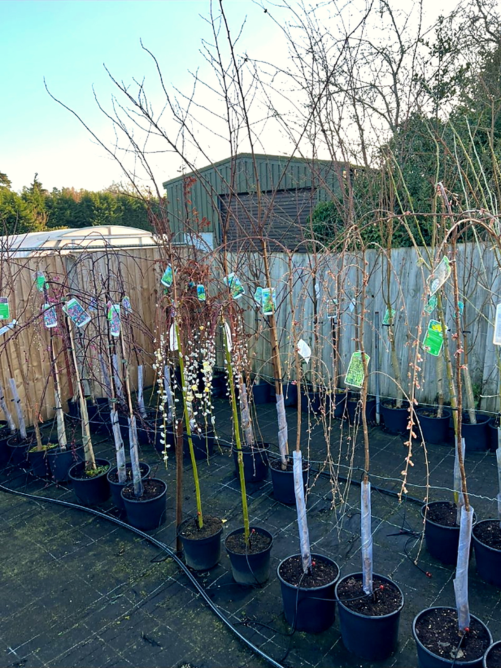 Potted young ornamental and specimen trees on the outdoor sales area