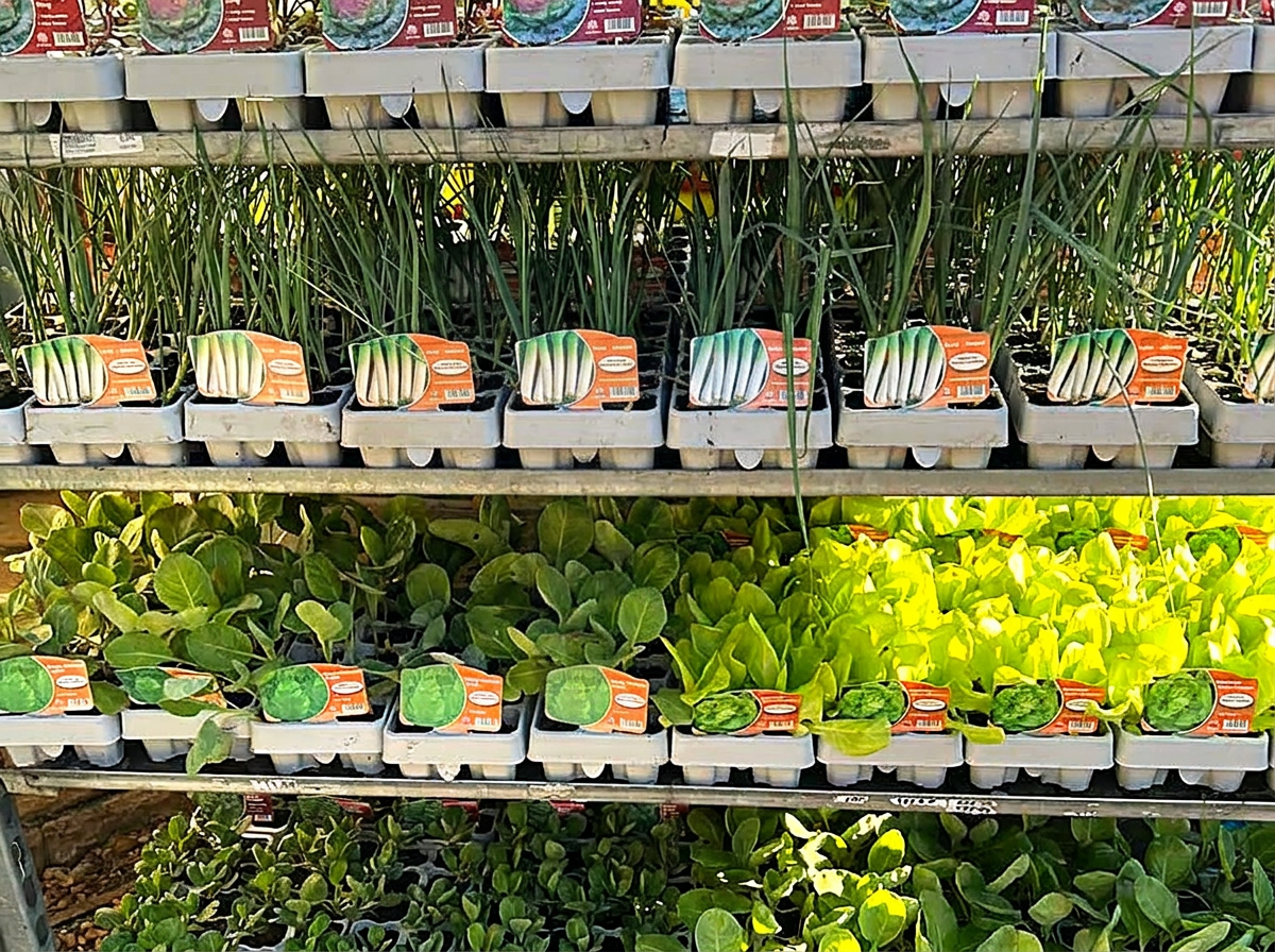 Vegetable, salad and herb plant trays on the garden care shelves